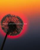 Анкета проститутки Эвелина - метро Дорогомилово, возраст - 34